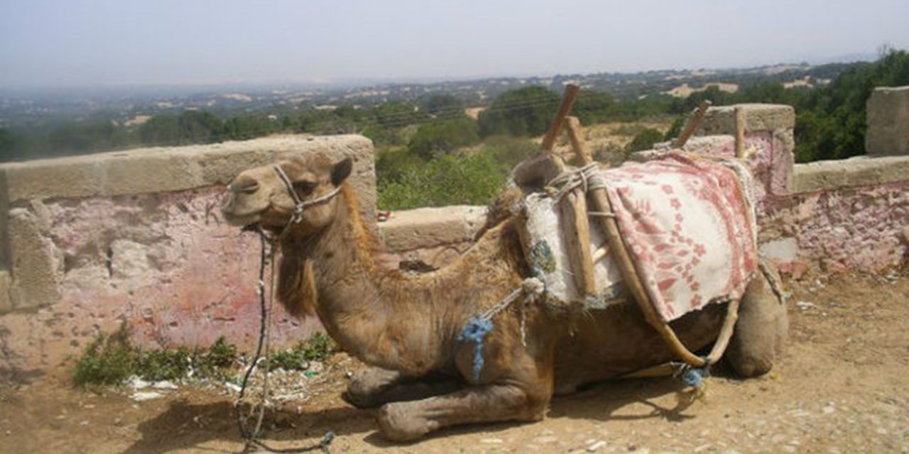 Бесплатное больничное такси - Лето 2016